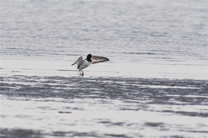 ~Rh,Oystercatcher